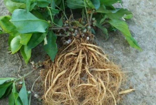 四葉參 市場價值高昂，農民種植意愿為何低迷？