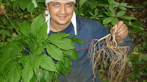 長白山人參 地理標(biāo)志產(chǎn)品與15秒西洋參的科學(xué)解讀