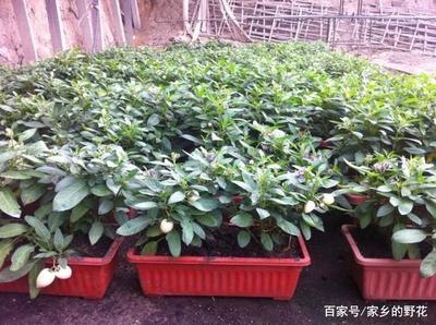 人參果盆栽種植指南與養護要點
